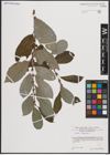 Foto von Salix caprea L.